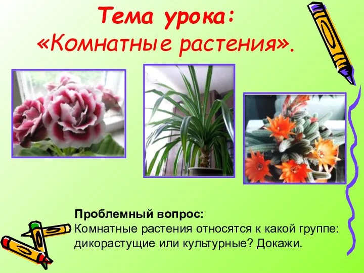 Тема урока: «Комнатные растения». Проблемный вопрос: Комнатные растения относятся к какой группе: дикорастущие или культурные? Докажи.