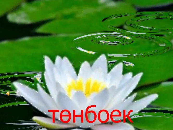 төнбоек