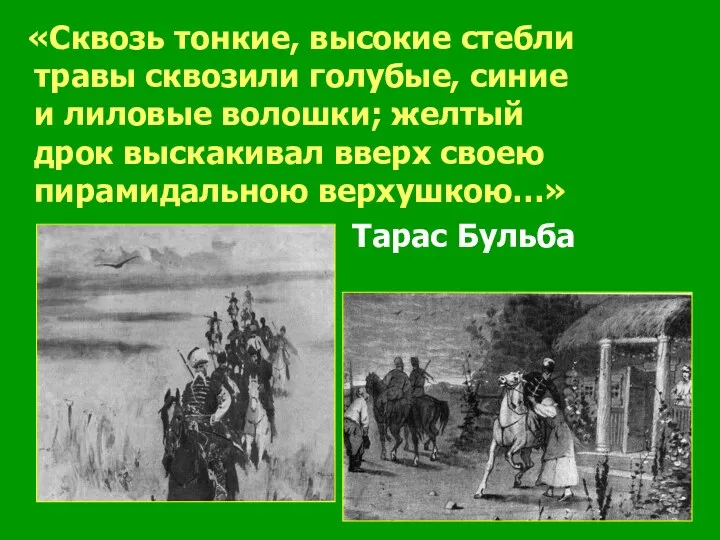 «Сквозь тонкие, высокие стебли травы сквозили голубые, синие и лиловые волошки; желтый дрок