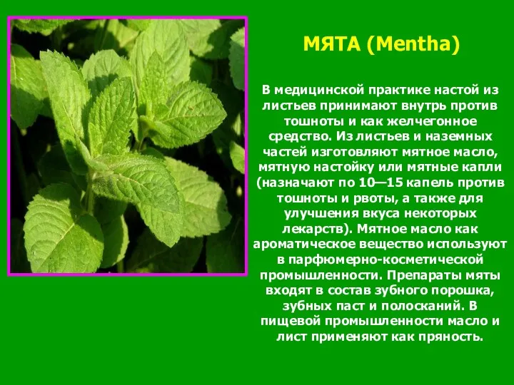 МЯТА (Mentha) В медицинской практике настой из листьев принимают внутрь против тошноты и