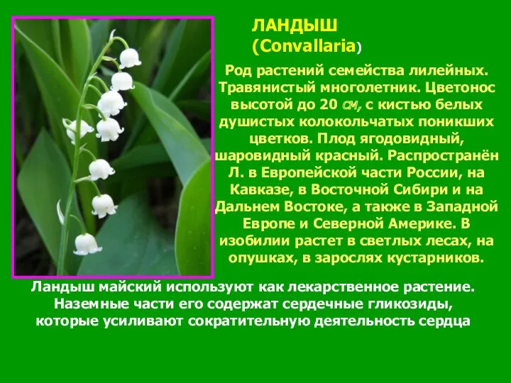 ЛАНДЫШ (Convallaria) Род растений семейства лилейных. Травянистый многолетник. Цветонос высотой до 20 см,
