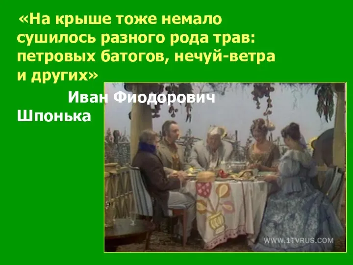 «На крыше тоже немало сушилось разного рода трав: петровых батогов, нечуй-ветра и других» Иван Фиодорович Шпонька