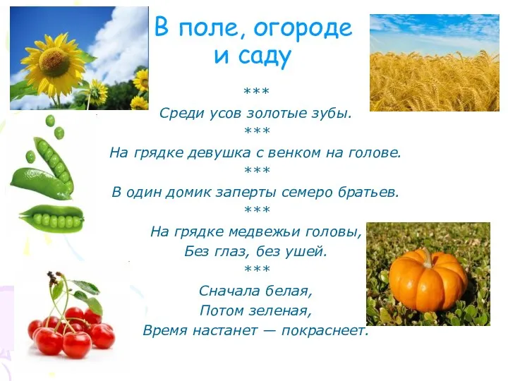 В поле, огороде и саду *** Среди усов золотые зубы.