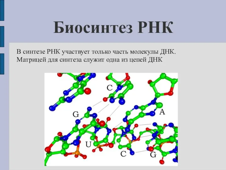 Биосинтез РНК В синтезе РНК участвует только часть молекулы ДНК.