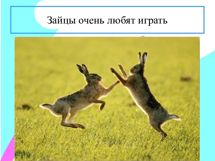 Зайцы очень любят играть
