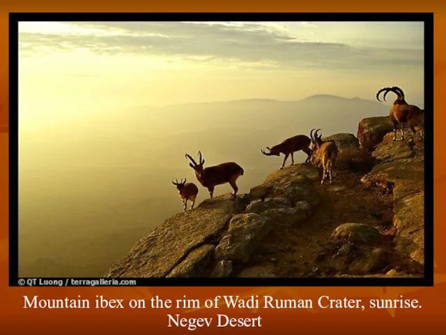 Mountain ibex on the rim of Wadi Ruman Crater, sunrise. Negev Desert