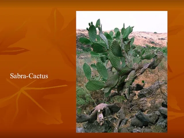 Sabra-Cactus