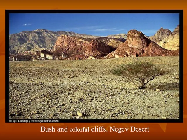 Bush and colorful cliffs. Negev Desert