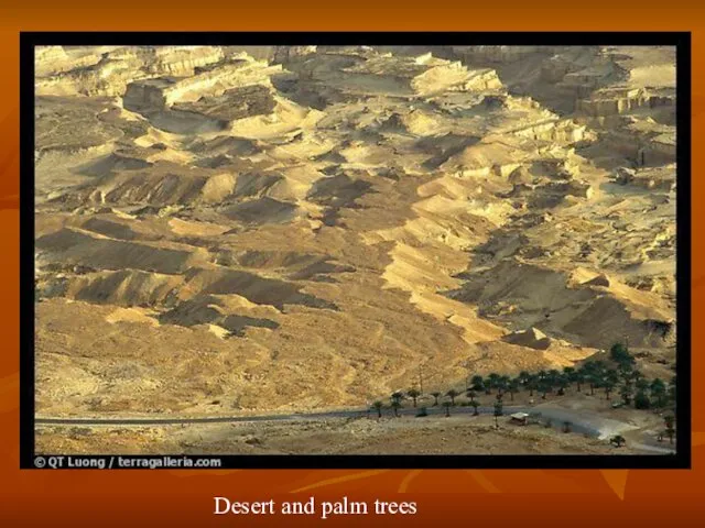 Desert and palm trees