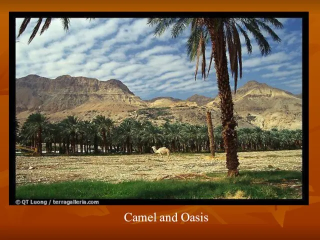 Camel and Oasis