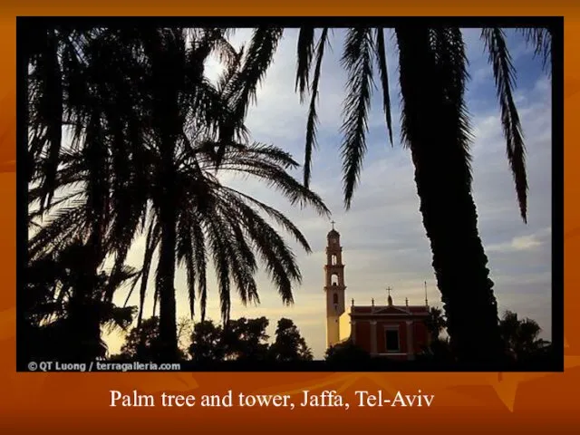 Palm tree and tower, Jaffa, Tel-Aviv