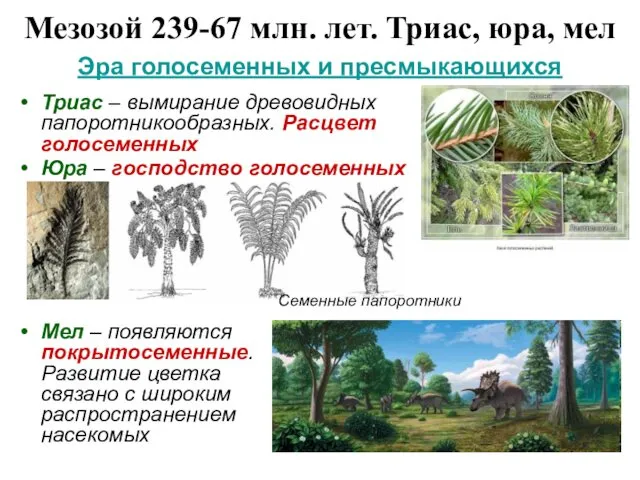 Мезозой 239-67 млн. лет. Триас, юра, мел Мел – появляются