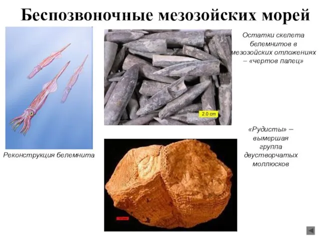 Беспозвоночные мезозойских морей Реконструкция белемнита Остатки скелета белемнитов в мезозойских