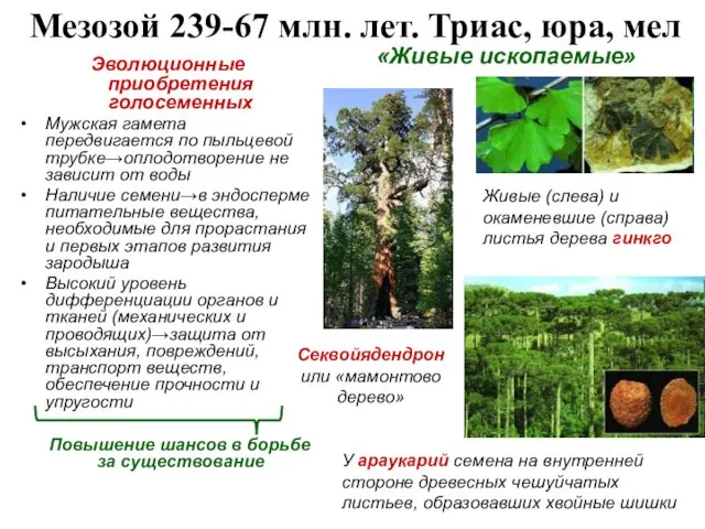 Мезозой 239-67 млн. лет. Триас, юра, мел Эволюционные приобретения голосеменных