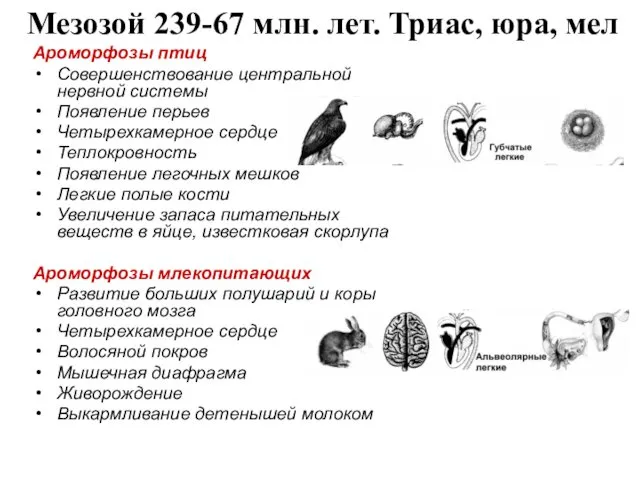 Мезозой 239-67 млн. лет. Триас, юра, мел Ароморфозы птиц Совершенствование