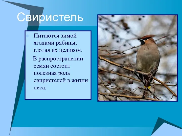 Свиристель Питаются зимой ягодами рябины, глотая их целиком. В распространении