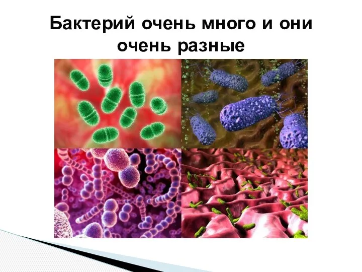 Бактерий очень много и они очень разные