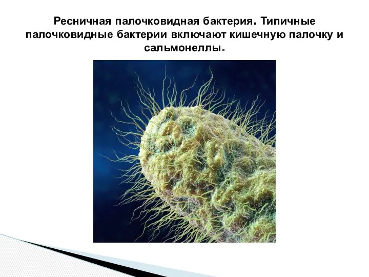 Ресничная палочковидная бактерия. Типичные палочковидные бактерии включают кишечную палочку и сальмонеллы.