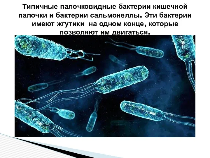 Типичные палочковидные бактерии кишечной палочки и бактерии сальмонеллы. Эти бактерии