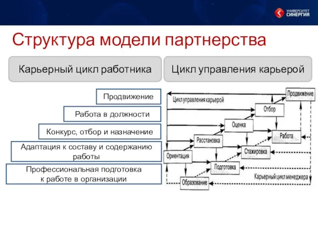 Структура модели партнерства Карьерный цикл работника Цикл управления карьерой Продвижение Работа в должности