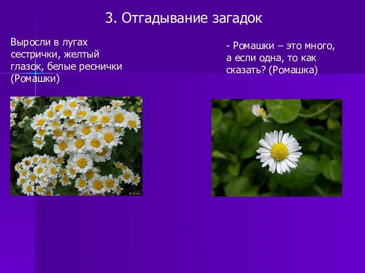 3. Отгадывание загадок Выросли в лугах сестрички, желтый глазок, белые реснички (Ромашки) -