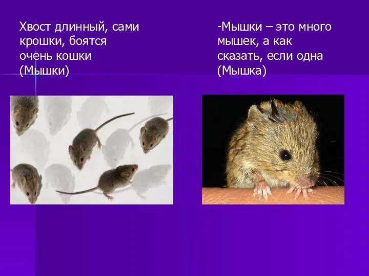 Хвост длинный, сами крошки, боятся очень кошки (Мышки) -Мышки – это много мышек,