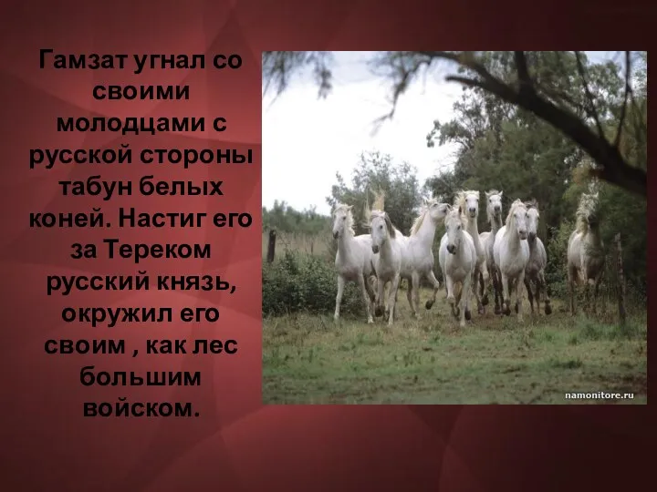 Гамзат угнал со своими молодцами с русской стороны табун белых коней. Настиг его