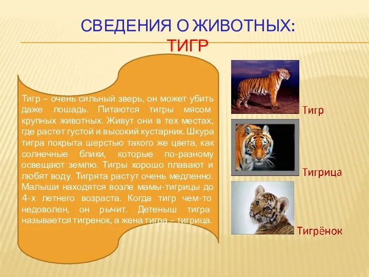 Сведения о животных: тигр Тигр – очень сильный зверь, он