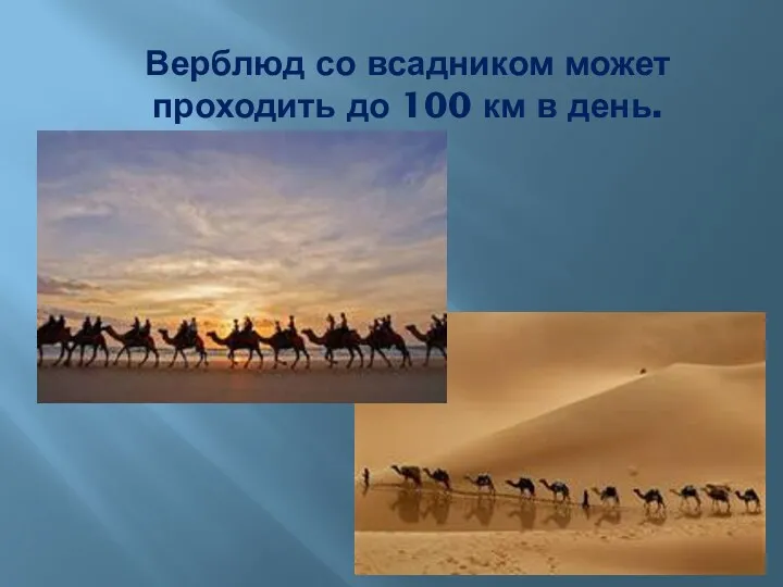 Верблюд со всадником может проходить до 100 км в день.
