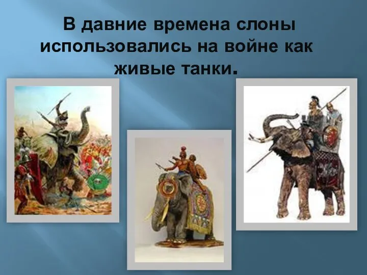 В давние времена слоны использовались на войне как живые танки.