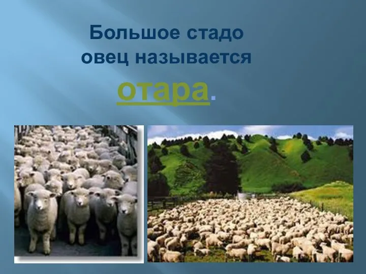 Большое стадо овец называется отара.