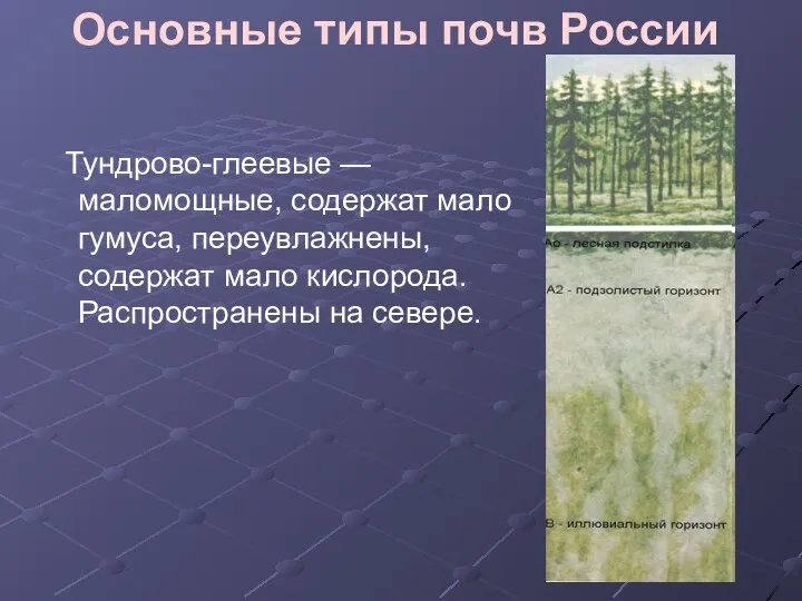 Основные типы почв России Тундрово-глеевые — маломощные, содержат мало гумуса, переувлажнены, содержат мало