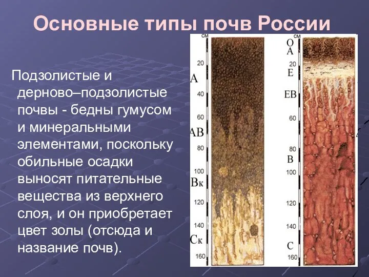 Основные типы почв России Подзолистые и дерново–подзолистые почвы - бедны гумусом и минеральными
