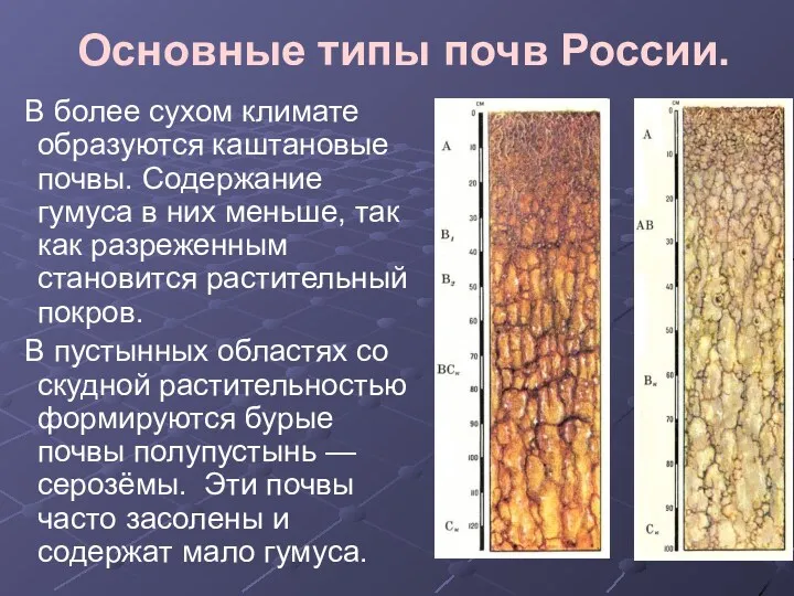 Основные типы почв России. В более сухом климате образуются каштановые почвы. Содержание гумуса