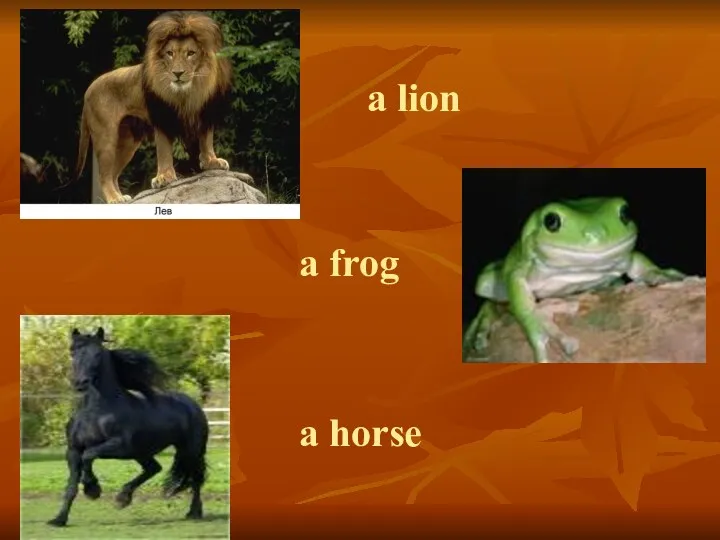 a lion a horse a frog