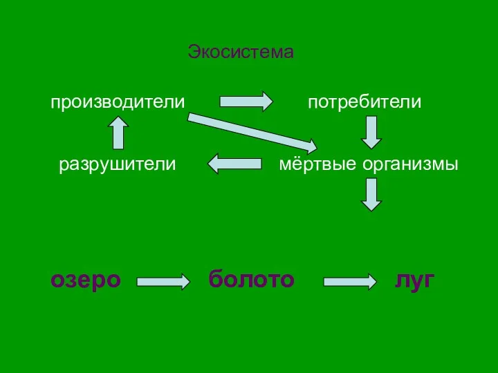 Экосистема производители потребители разрушители мёртвые организмы озеро болото луг