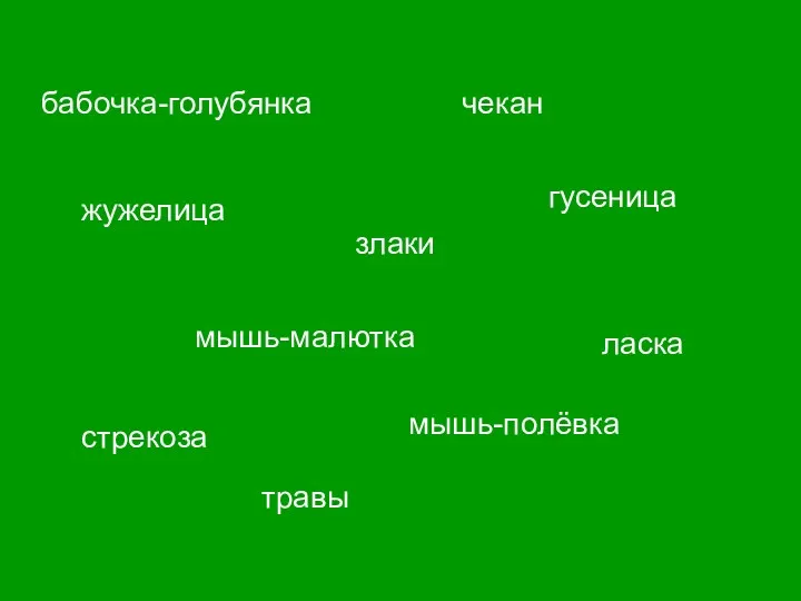 бабочка-голубянка чекан стрекоза гусеница жужелица мышь-малютка ласка мышь-полёвка злаки травы