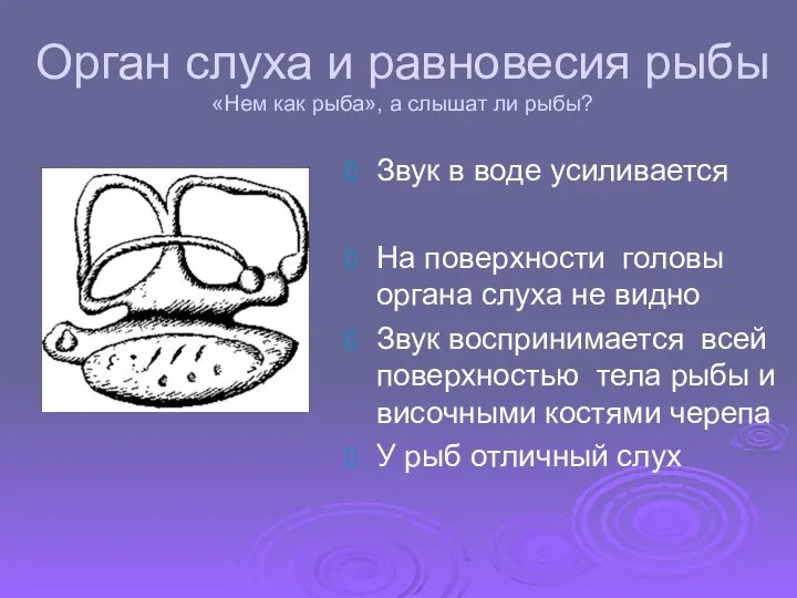 Орган слуха и равновесия рыбы «Нем как рыба», а слышат