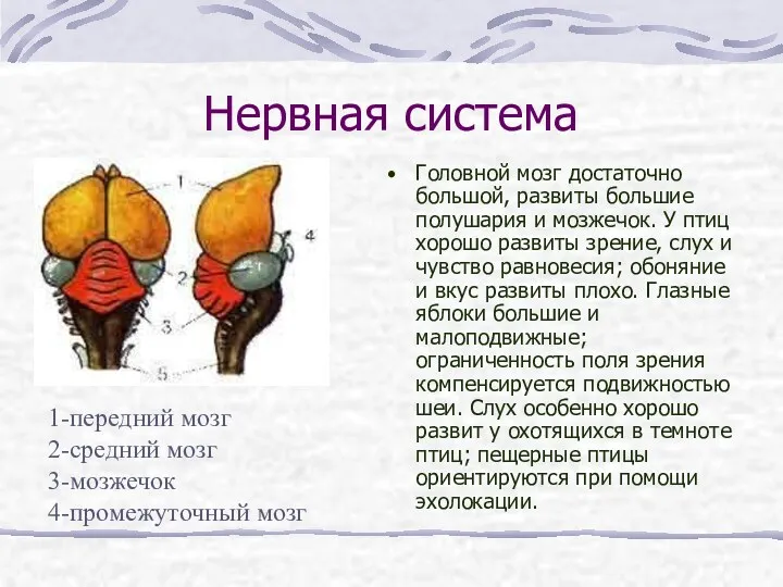 Нервная система Головной мозг достаточно большой, развиты большие полушария и