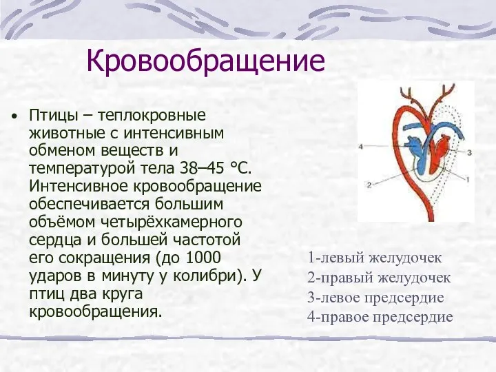 Кровообращение Птицы – теплокровные животные с интенсивным обменом веществ и температурой тела 38–45