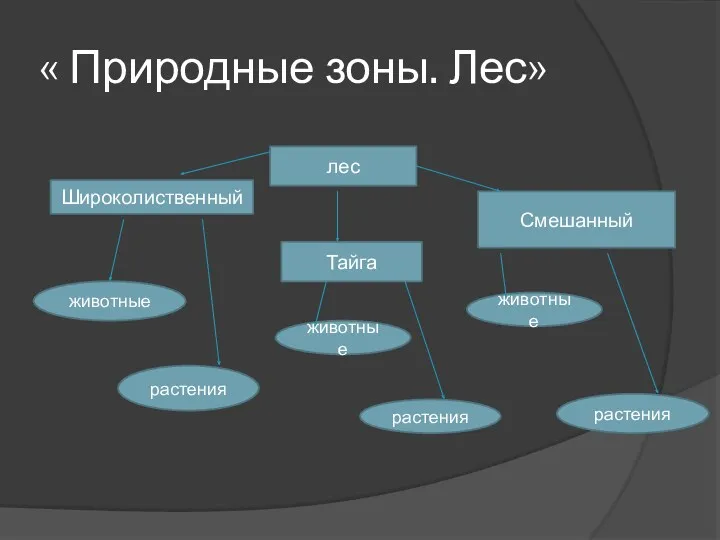 « Природные зоны. Лес» лес Широколиственный Тайга Смешанный животные растения животные растения животные растения