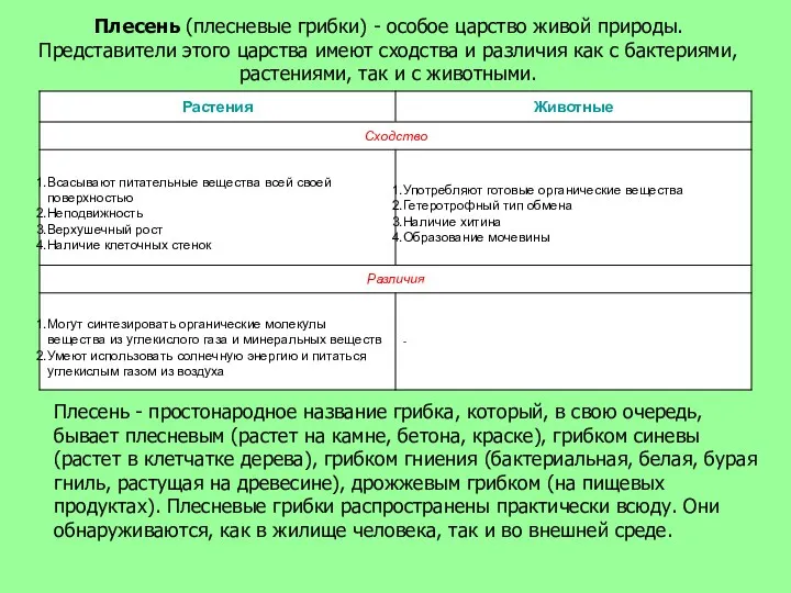 Плесень (плесневые грибки) - особое царство живой природы. Представители этого