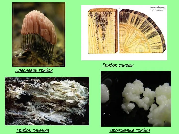 Плесневой грибок Грибок синевы Грибок гниения Дрожжевые грибки