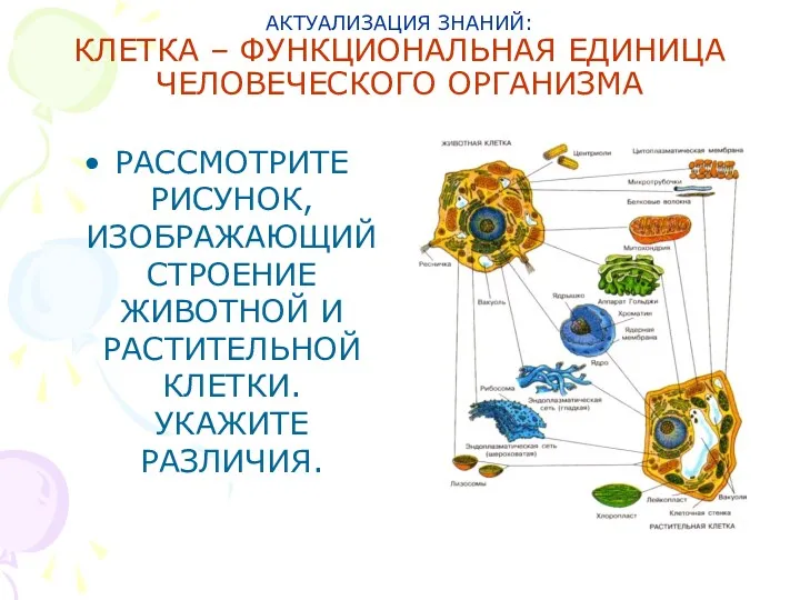 АКТУАЛИЗАЦИЯ ЗНАНИЙ: КЛЕТКА – ФУНКЦИОНАЛЬНАЯ ЕДИНИЦА ЧЕЛОВЕЧЕСКОГО ОРГАНИЗМА РАССМОТРИТЕ РИСУНОК,