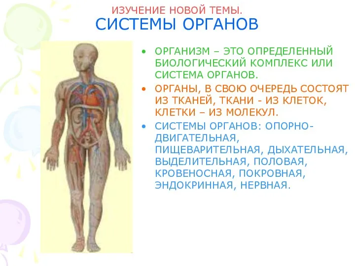 ИЗУЧЕНИЕ НОВОЙ ТЕМЫ. СИСТЕМЫ ОРГАНОВ ОРГАНИЗМ – ЭТО ОПРЕДЕЛЕННЫЙ БИОЛОГИЧЕСКИЙ