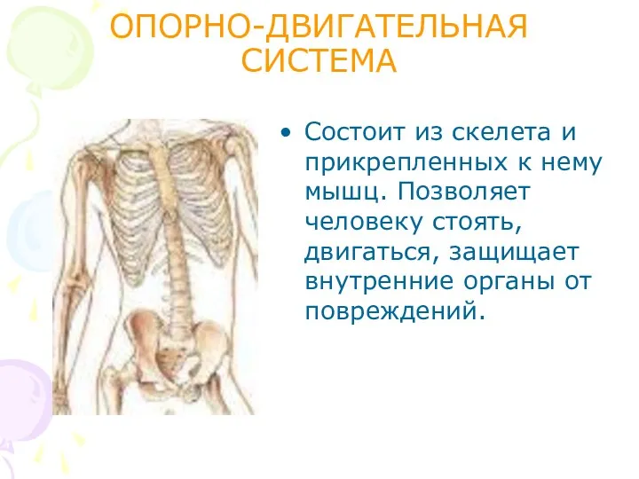 ОПОРНО-ДВИГАТЕЛЬНАЯ СИСТЕМА Состоит из скелета и прикрепленных к нему мышц.