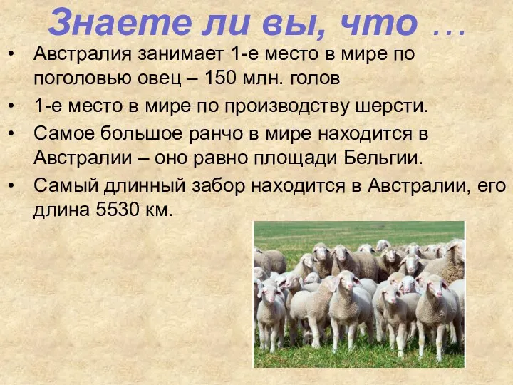 Австралия занимает 1-е место в мире по поголовью овец – 150 млн. голов