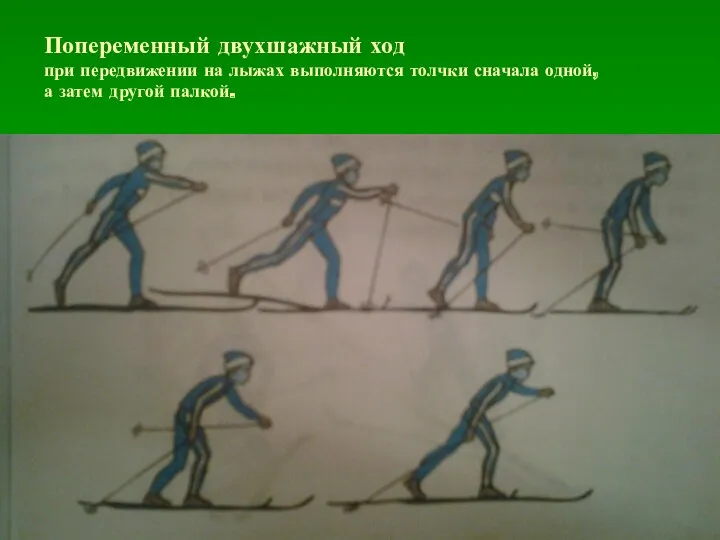Попеременный двухшажный ход при передвижении на лыжах выполняются толчки сначала одной, а затем другой палкой.