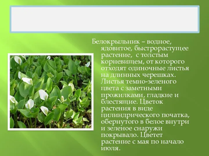 БЕЛОКРЫЛЬНИК Белокрыльник – водное, ядовитое, быстрорастущее растение, с толстым корневищем,