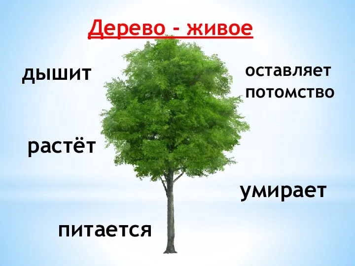 Дерево - живое дышит растёт питается оставляет потомство умирает